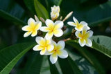 Plumeria