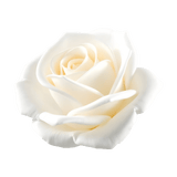 Rosa blanca