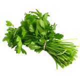 Cilantro