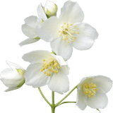 Hedione