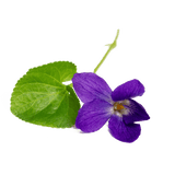 Hoja de Violeta