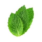 Menta