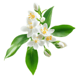 Neroli