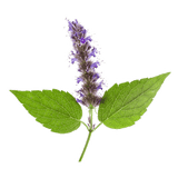 Pachulí