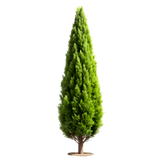 Ciprés