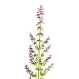 Esclarea
