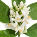Esencia de Neroli 