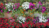 Notas Florales