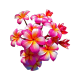 Rosa de Mayo