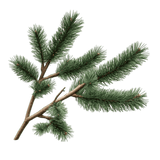 Agujas de Pino