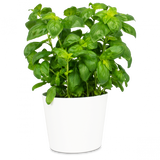 Albahaca