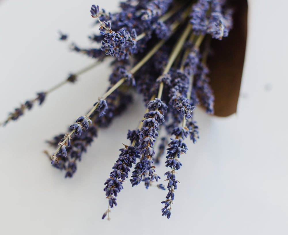 close-up-purple-blooms-of-lavender