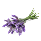 Lavanda