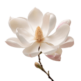 Magnolia