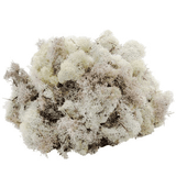Musgo Blanco 