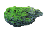Musgo de roca
