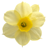 Narciso