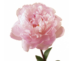Peonia