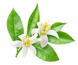 Flor de azahar de naranjo