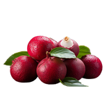  Quandong