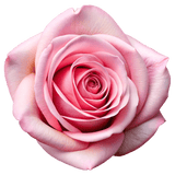 Rosa Essential de Turquía