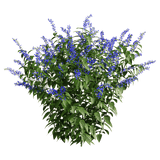 Salvia francesa