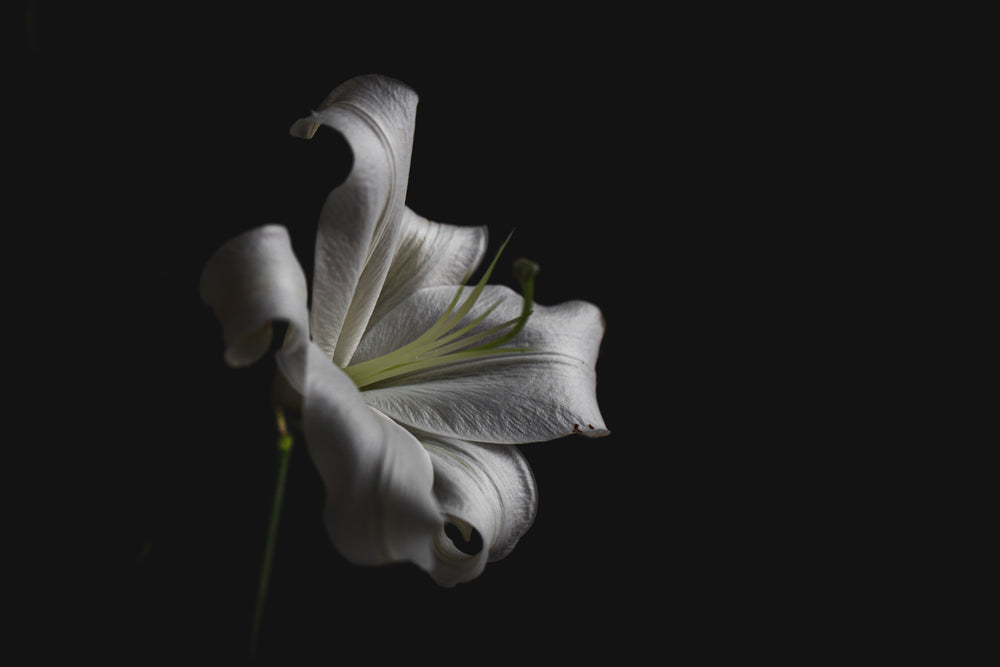 single-white-lily-against-black