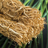 Vetiver