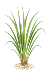 Vetiver